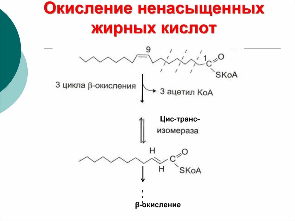 Окисление жирных кислот локализовано. Бета окисление полиненасыщенных жирных кислот. B окисление ненасыщенных жирных кислот. Окисление ненасыщенных жирных кислот биохимия. Источник 3 жирных кислот ответ на тест