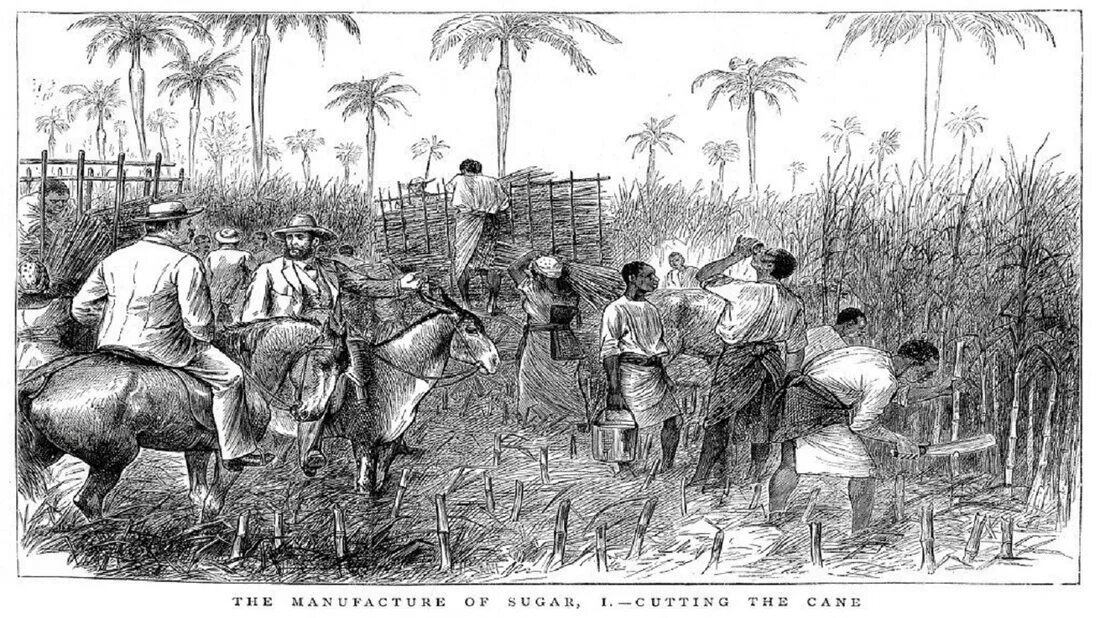 Плантации рабыни. Хлопковые плантации в Индии 19 века. Рабство в США 19 век на плантациях хлопка. Гаити плантации кофе 17 век век. Рабовладельческие плантации США 19 век.