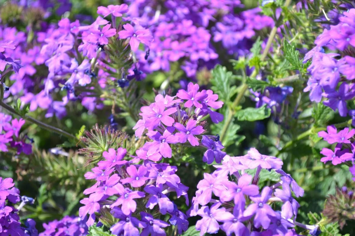 Вербена метельчатая. Вербена Homestead Purple. Вербена Полевая. Вербена стелющаяся. Тренду вербена