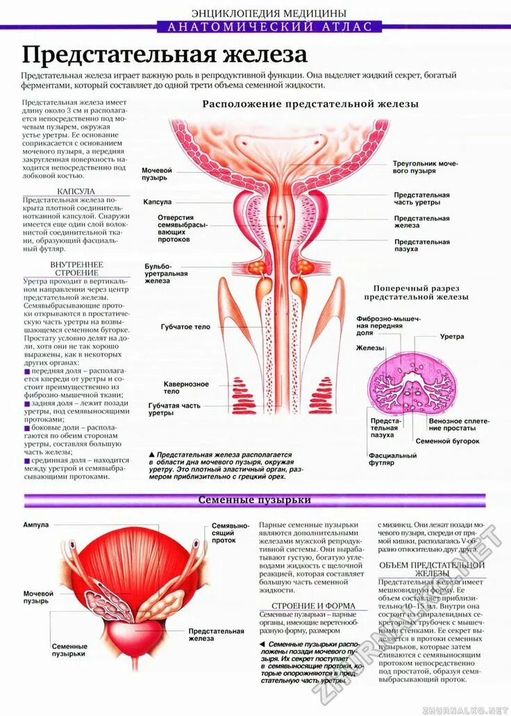 Предстательная железа функции у мужчин. Мочевой пузырь предстательная железа анатомия. Функции предстательной железы анатомия. Доли предстательной железы анатомия. Капсула предстательной железы анатомия.