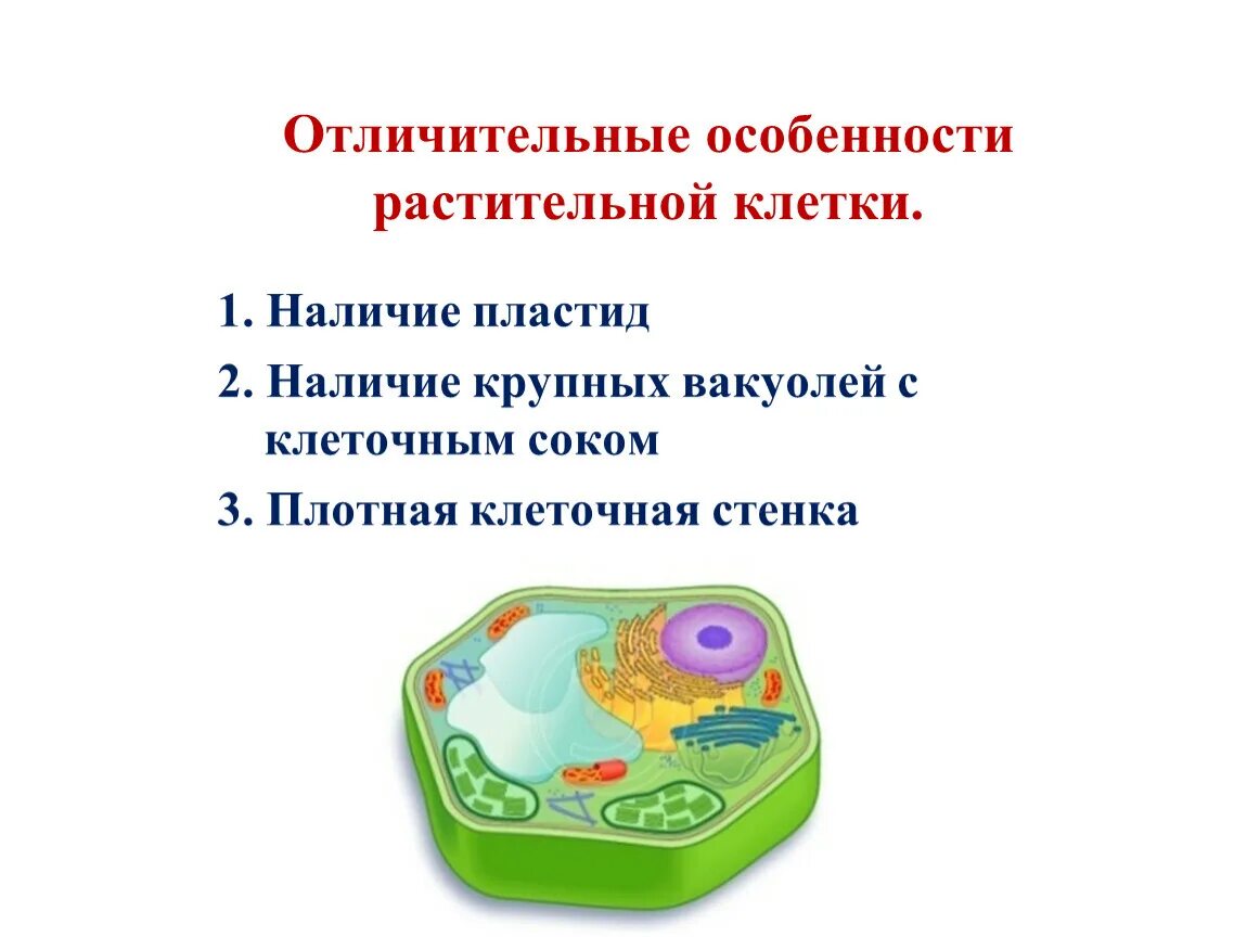 Отличительные особенности растительной. Особенности растительной клетки. Отличительные особенности растительной клетки. Особенности ра тительной клетки. Характерные особенности растительной клетки.