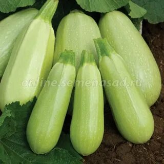 1 2 кабачка