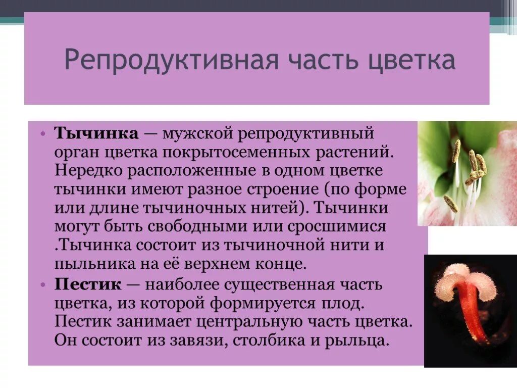 Репродуктивные органы цветка. Репродуктивные части цветка это. Ре продуктивный части цветка. Репродуктивные органы покрытосеменных растений.