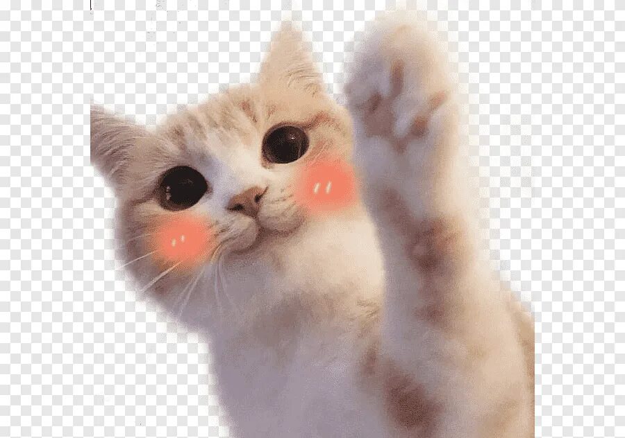 Cat edits
