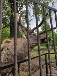 Зоопарк казань сайт