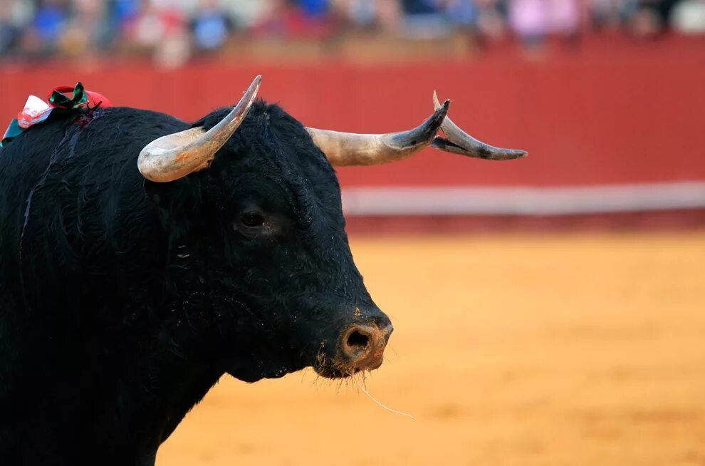 бегемот качок. бык со. бык фото. бык со. бык.