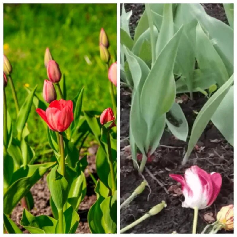 как часто подрезать тюльпаны. правильный срез тюльпанов. как правильно подрезать тюльпаны. как часто подрезать тюльпаны. подрезка тюльпанов в вазе.