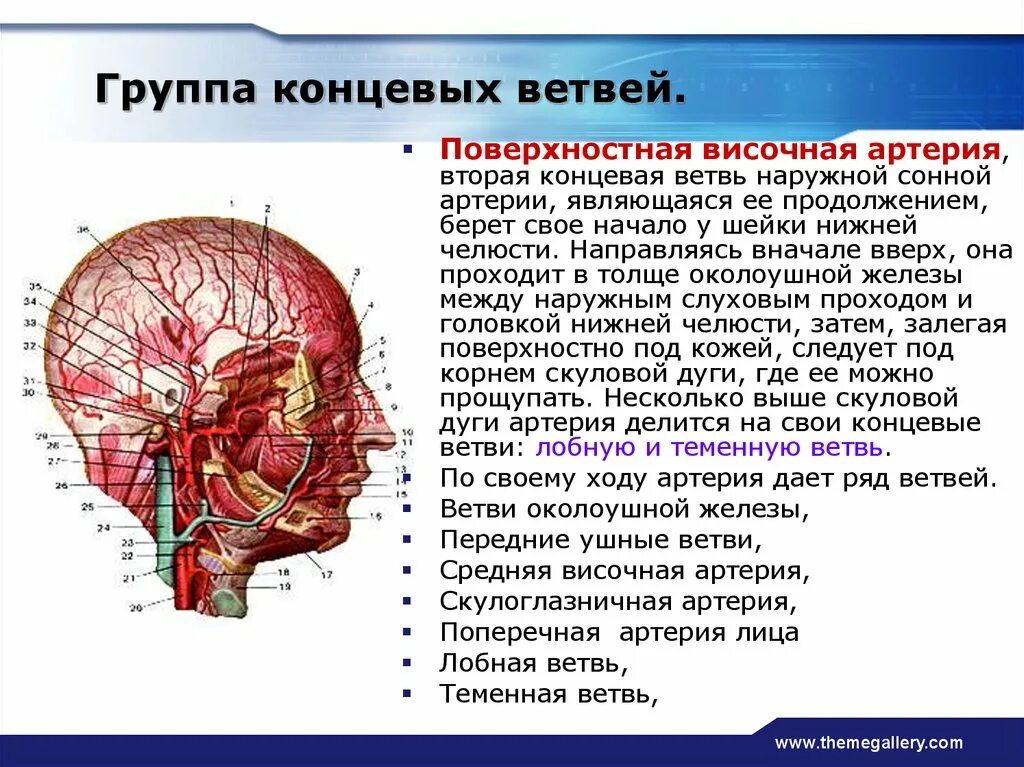 Кровоснабжение поверхностной височной артерии. Конечные ветви наружной сонной артерии. Поверхностная височная артерия кровоснабжает. Концевые ветви наружной сонной артерии. Статья артерия жизни по дну чего