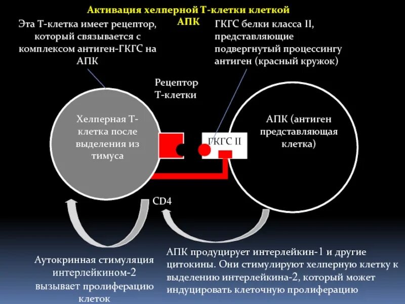 Активация т клеток