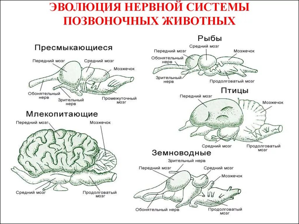 Схема эволюции нервной системы у животных таблица. Этапы развития нервной системы. Филогенез нервной системы. Нервная система позвоночных животных. Усложнение нервной системы в процессе эволюции у животных. В процессе эволюции позвоночник появился у