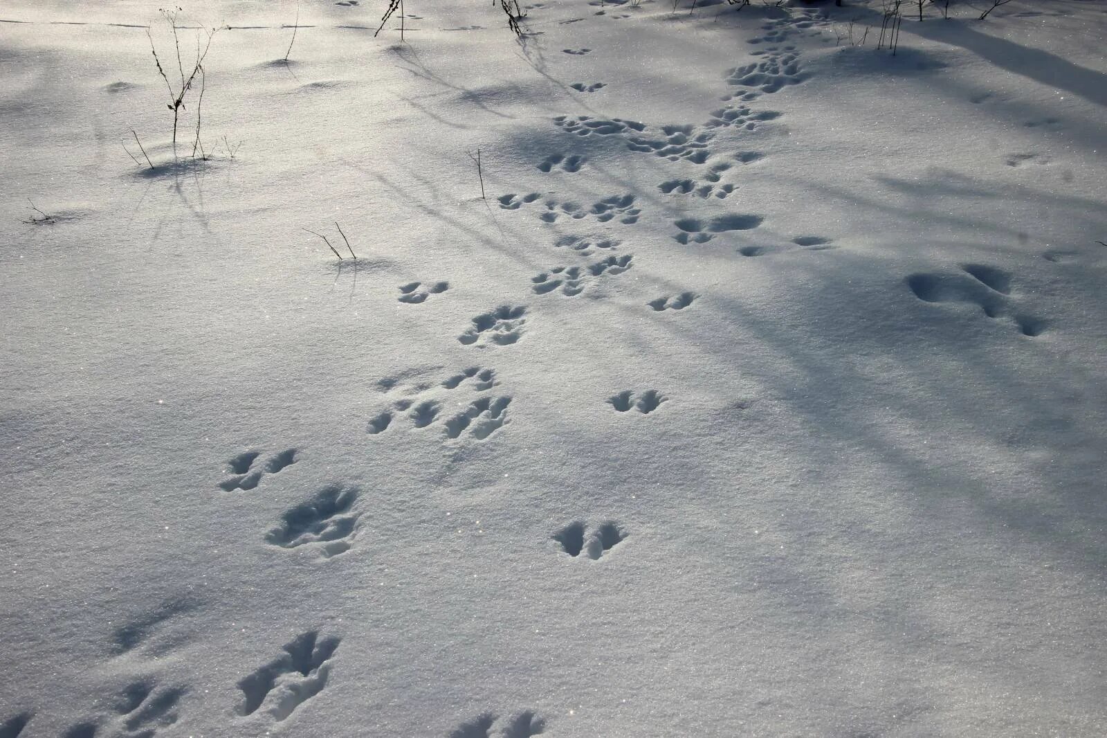 Там следы. Следы животных на снегу. Следы животных зимой. Следы невиданных зверей. Следы тигра на снегу.