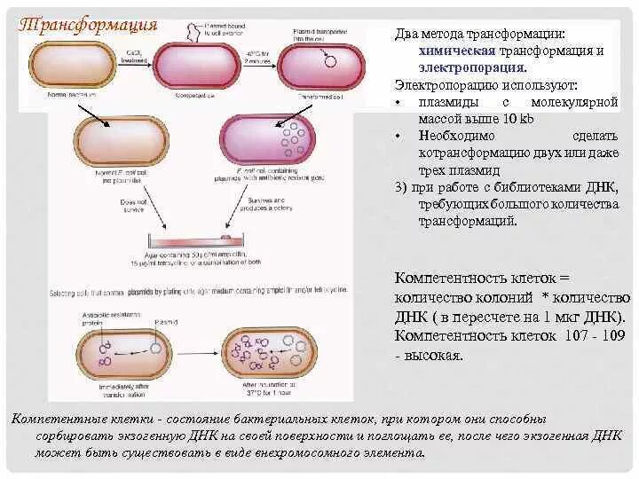 Исследователь трансформировал клетки бактерий плазмидой содержащей ген. Электропорация генная инженерия. Трансформация бактерий. Методы трансформации бактерий методом электропорации. Электропорация клеток.