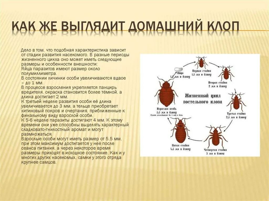 Какой запах не любят клопы. Какой запах не любят клопы