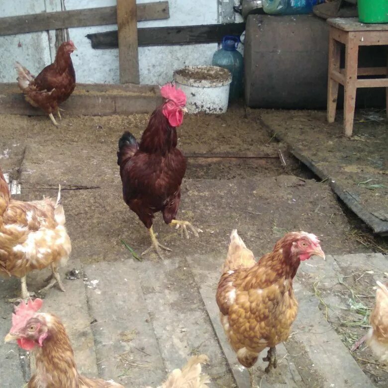 курица стоит. куры несушки в дагестане. куры несушки уфе. домашние хозяйства куры. племенные куры.