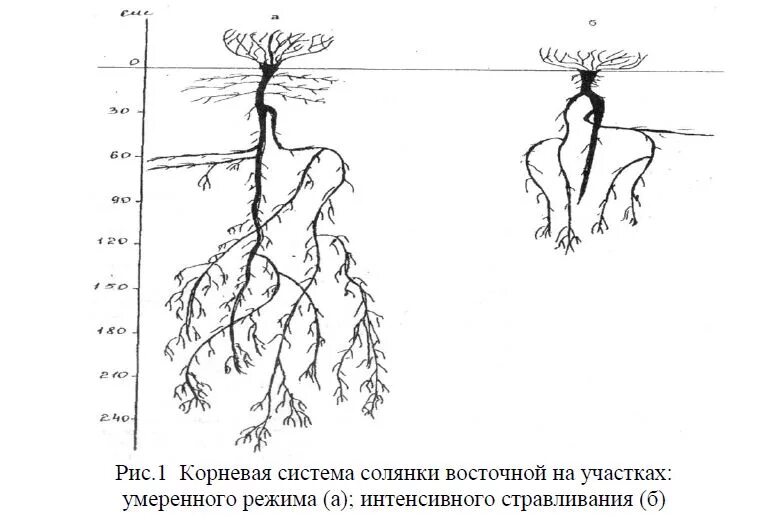 Корневая система огурца глубина. Корневая система малины глубина. Какой Тип корня у огурца. Огурец посевной корневая система.