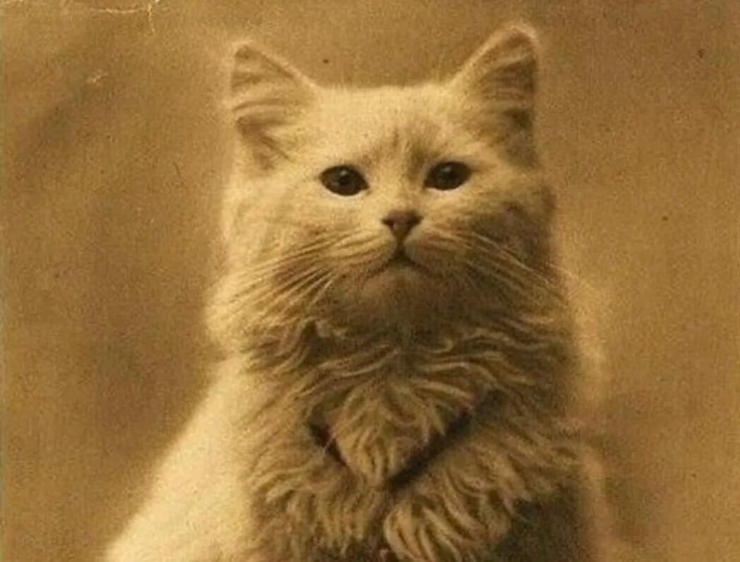 Как выглядел 1 кот. Первый кот в мире. первый снимок кота. первая фото кота. фото кота 1880 года.