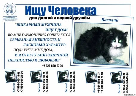 Объявления котята
