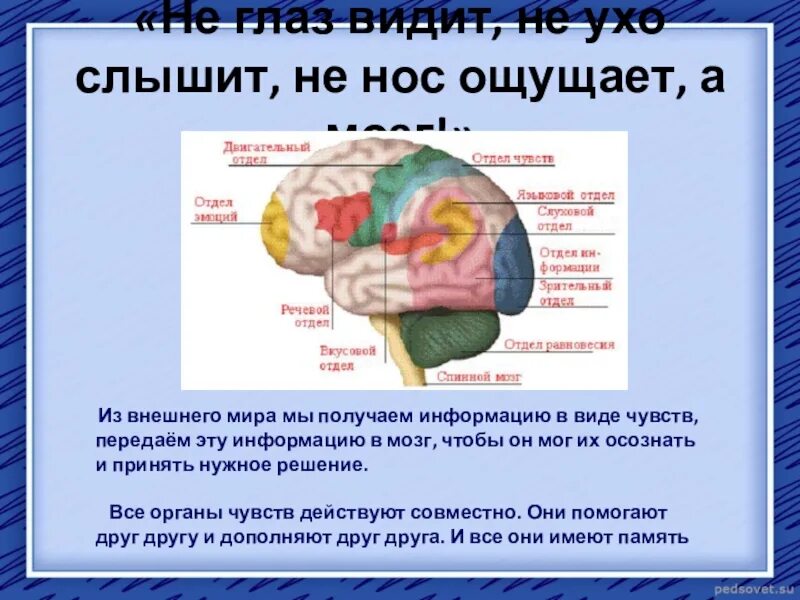 Какой мозг воспринимает информацию от органов зрения