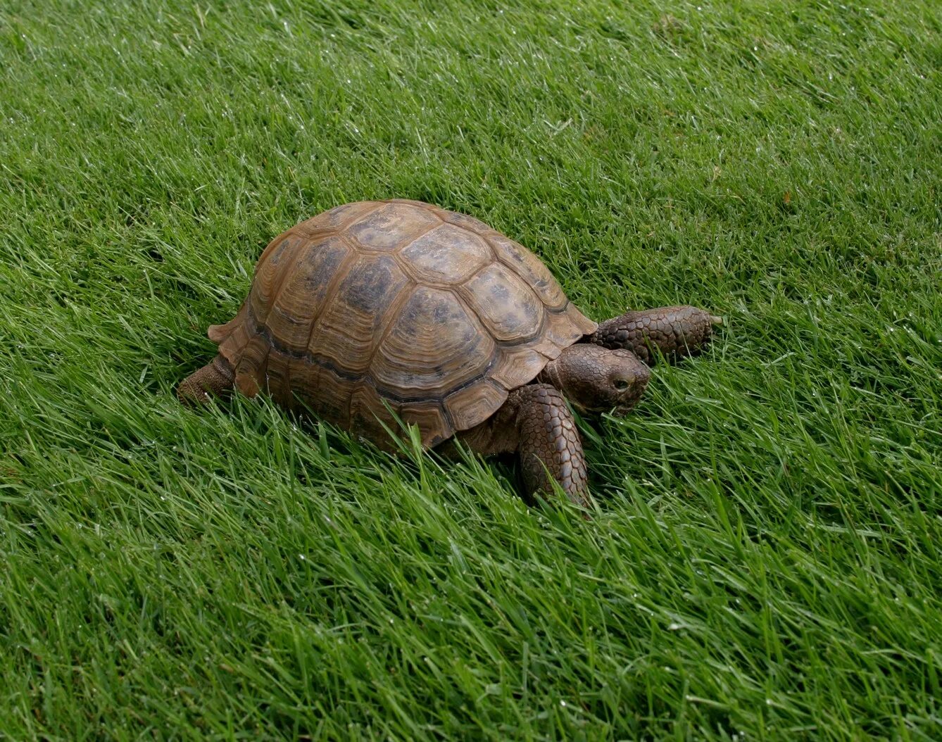 Turtle x. Черепаха. Черепаха в природе. Сухопутная черепаха. Черепашка в траве.