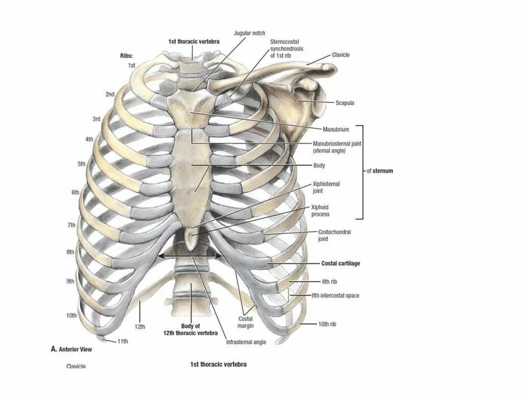 Грудная клетка анатомия 10 ребро. Ребра человека анатомия нумерация. 1. Грудная клетка (ребра, Грудина).. Нумерация ребер грудной клетки.