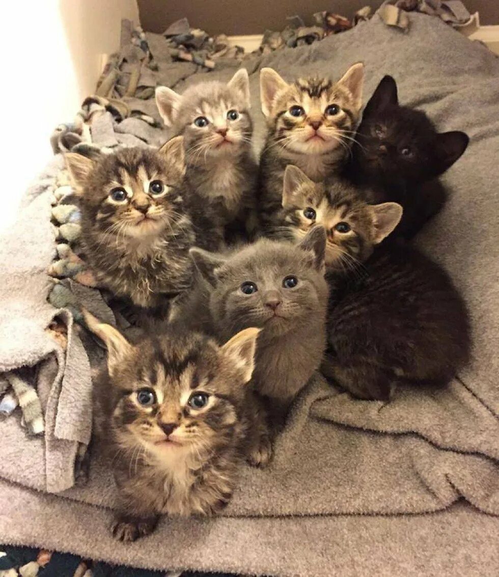Где много котят. Много котят. Куча котят. Пять котят. Очень много котят.