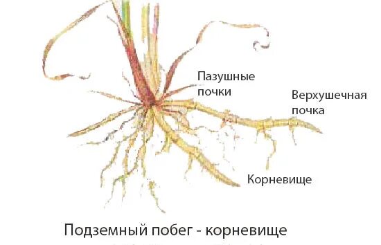 Корневище папоротника видоизмененный побег. Почки на корневище. Пазушные почки у корневища. Корневище верхушечная почка. Верхушечные и пазушные почки у корневища.