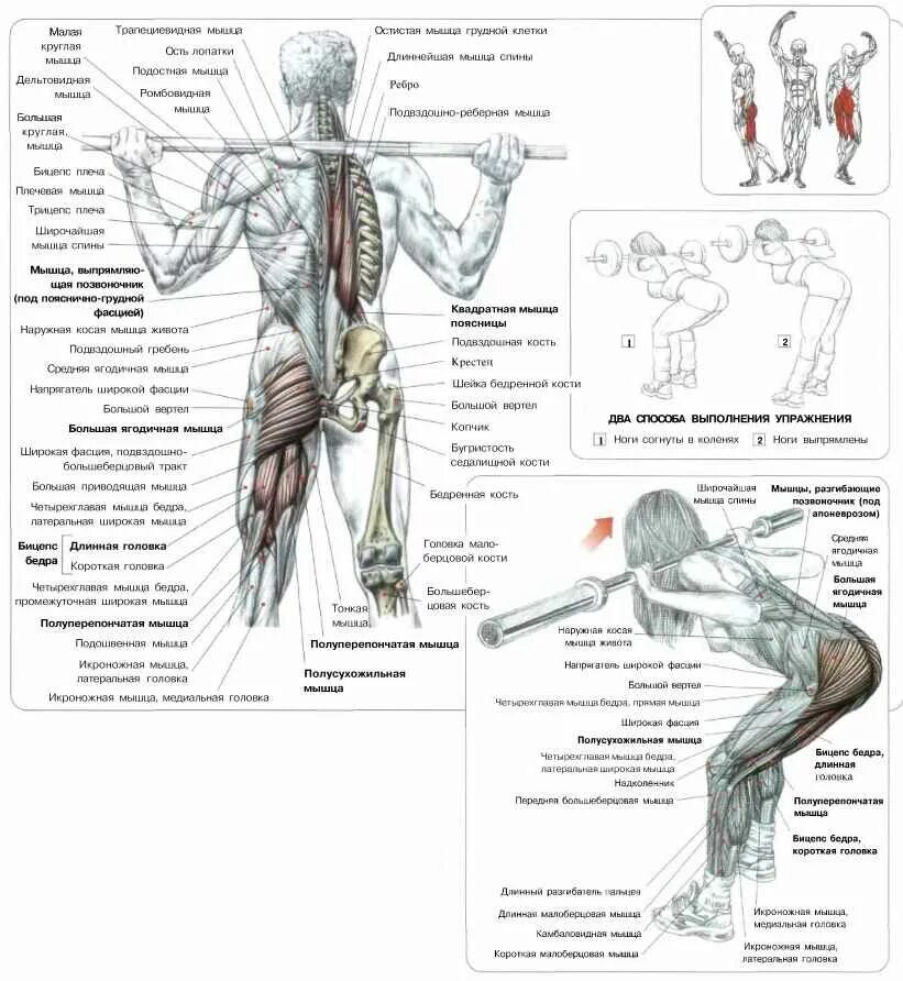 Штанга поясница. Фредерик Делавье анатомия силовых упражнений тяга в наклоне. Анатомия силовых упражнений Фредерик Делавье подтягивания. Упражнения для широчайших мышц спины Делавье. Силовые упражнения для разгибателей.