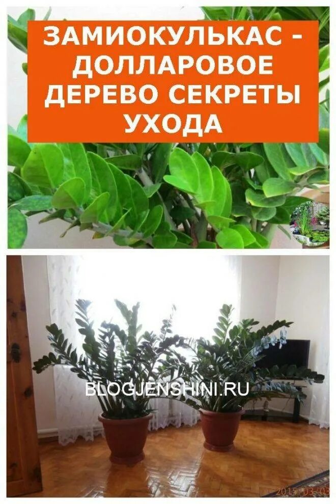 Замиокулькас цветущий примета. Растение замиокулькас. замиокулькас долларовое дерево. замиокулькас долларовое дерево приметы и суеверия. цветок долларовое дерево приметы и суеверия.