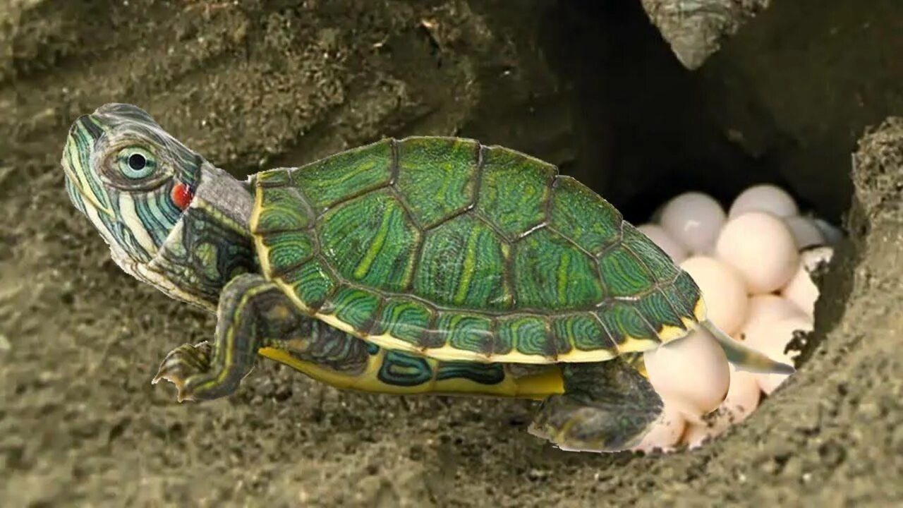 Рождения черепахи. Красноухая черепаха. Среднеазиатская красноухая черепаха. Морская черепаха красноухая. Яйца красноухой черепахи.