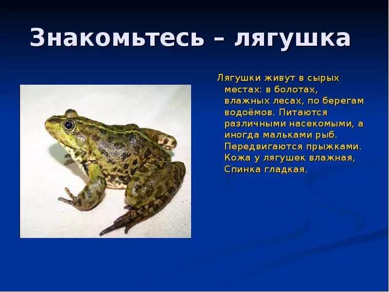 Сообщение о земноводном 2 класс окружающий мир. Рассказ о лягушке 2 класс окружающий мир. информация о лягушках. описание лягушки. лягушка кратко.
