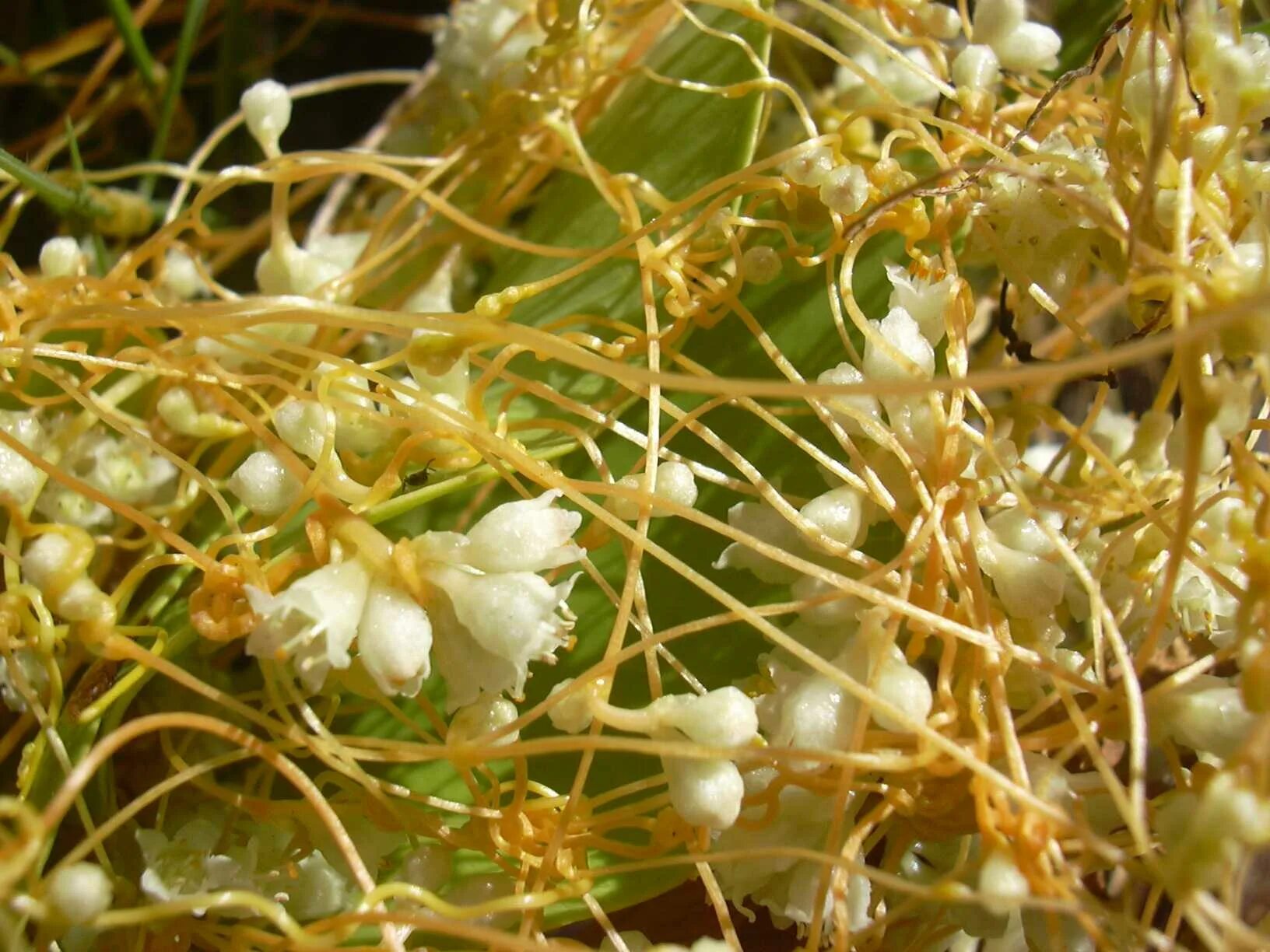 Повилика тимьяновая. Повилика (Cuscuta). Повилика растение паразит. Повилика европейская.