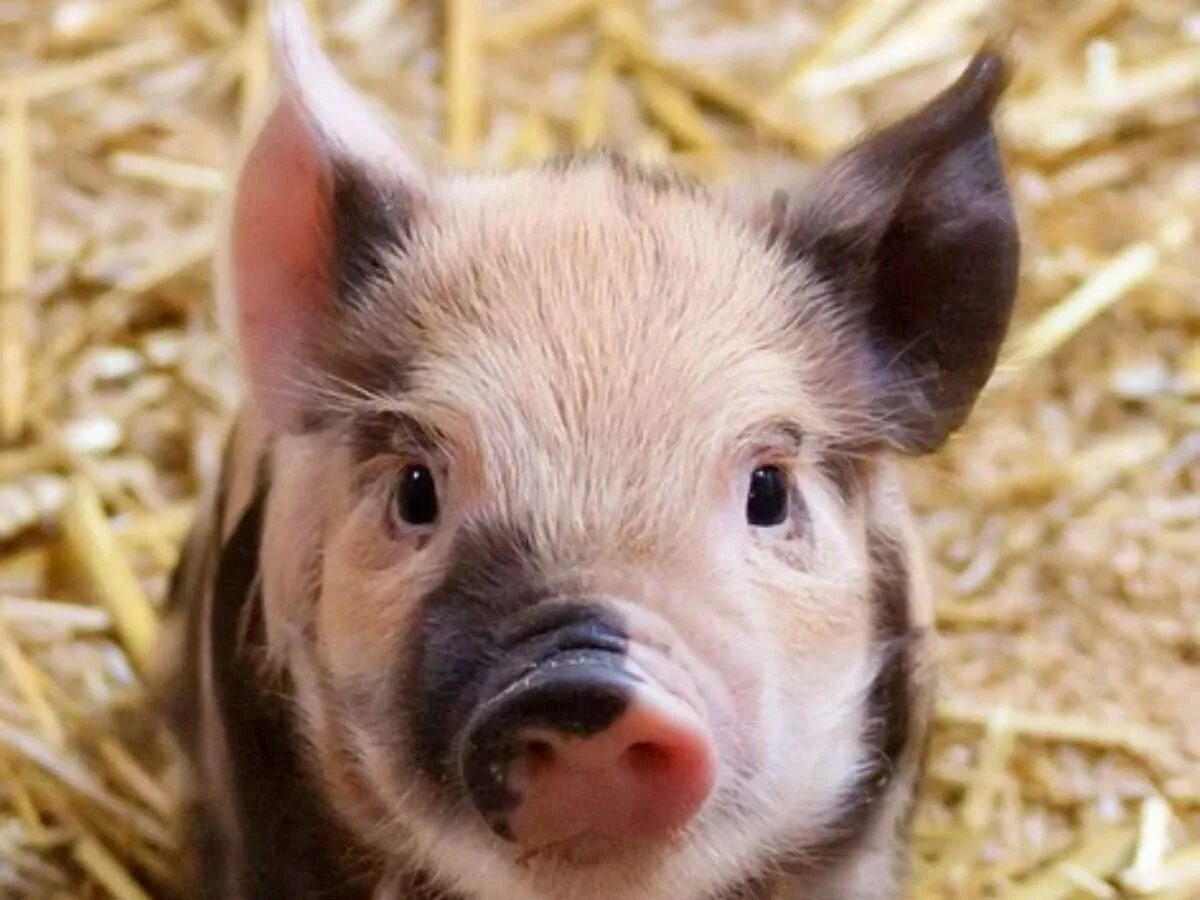 Свиноматки породы крупная белая. Свинья москва. Свинья москва. Твин пигс ресторан на королева. Свинья москва.