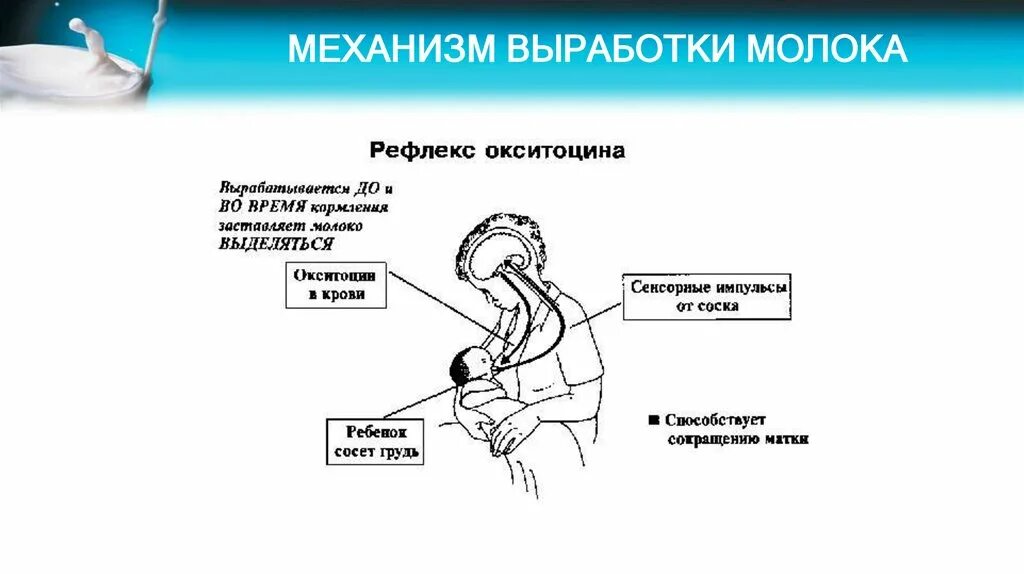 Механизм выработки молока. Механизм выработки грудного молока. Процесс выработки молока. Рефлекс выработки молока.