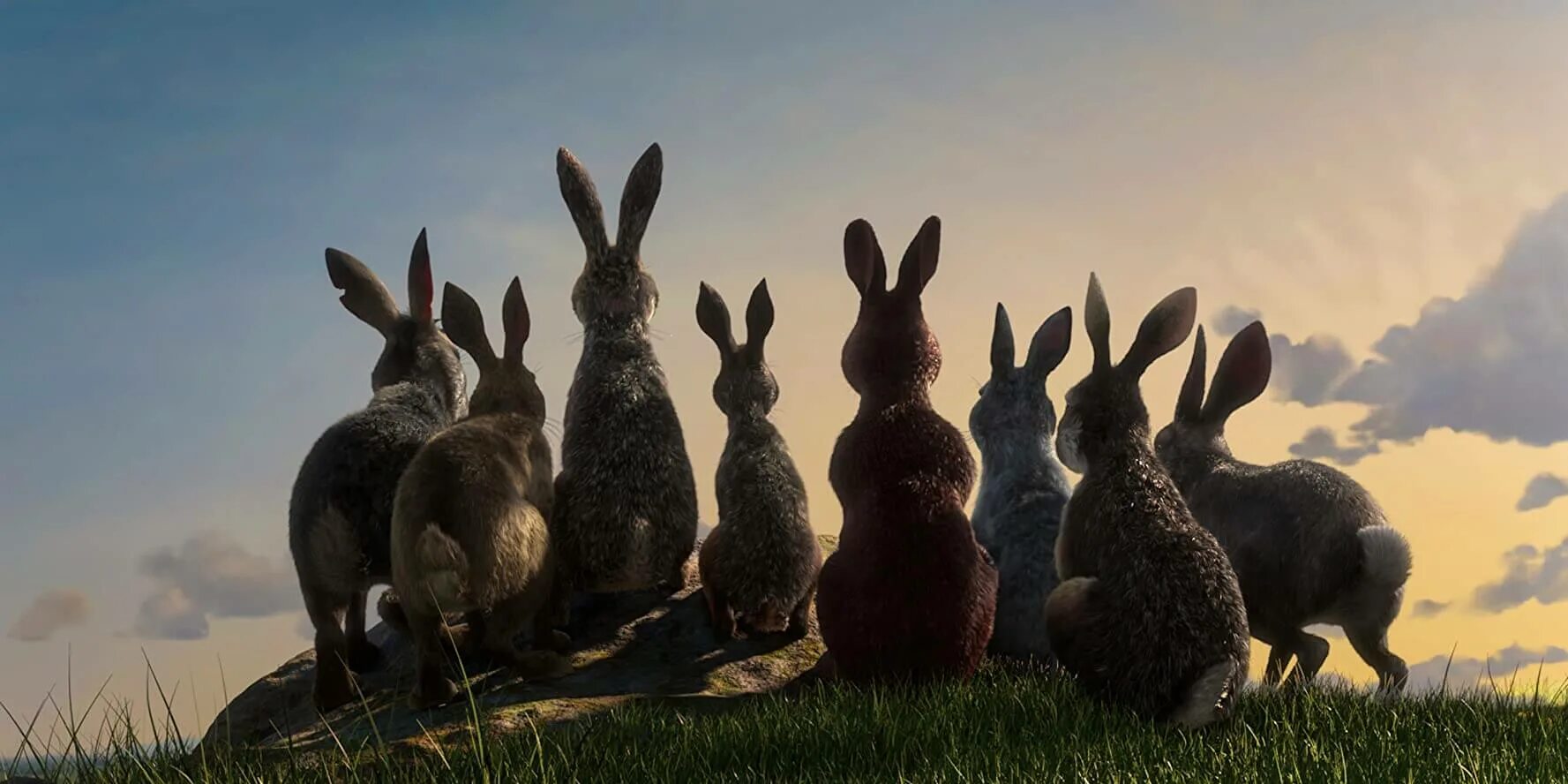 Six rabbits