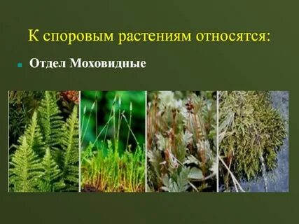 Дать характеристику споровым растениям