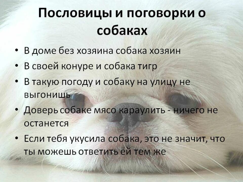 Сонник укусила собака