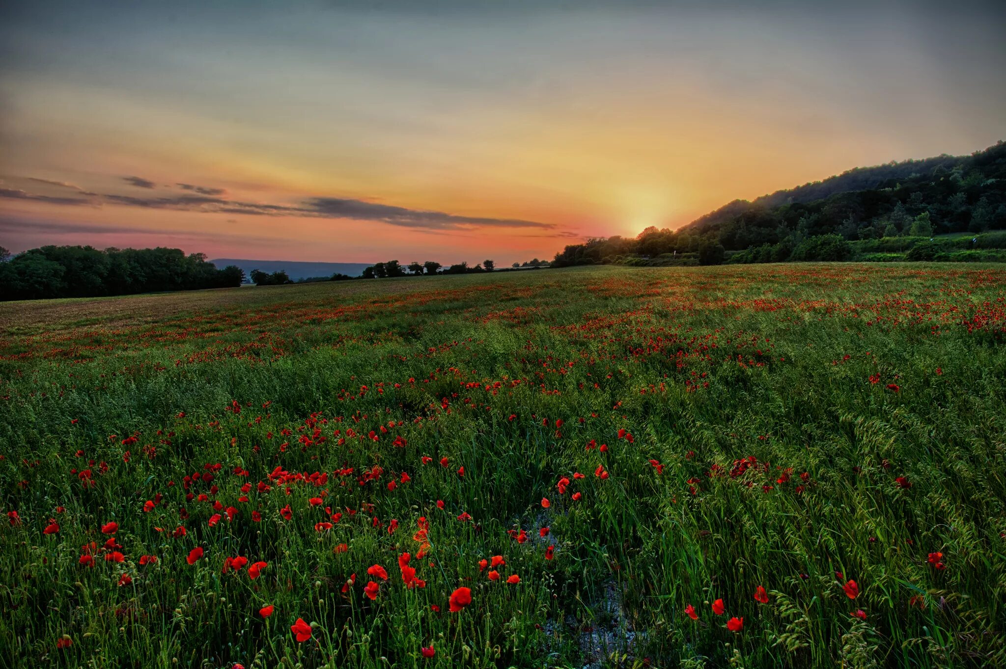 Два поля. Поле с двумя разными. Поле из двух элементов. Aole. Поле из двух элементов.