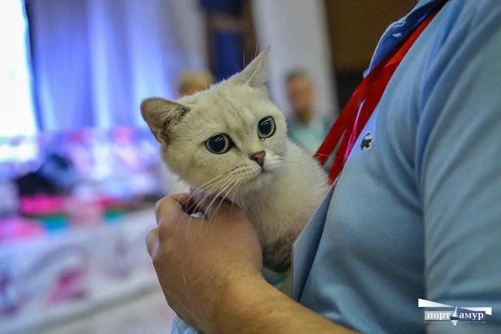 Выставка кошек. Выставка кошек в Сызрани. Выставка кошек Нижнекамск.