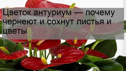Почему сохнет антуриум что делать