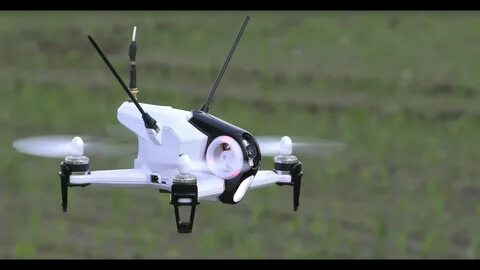 Fastest fly