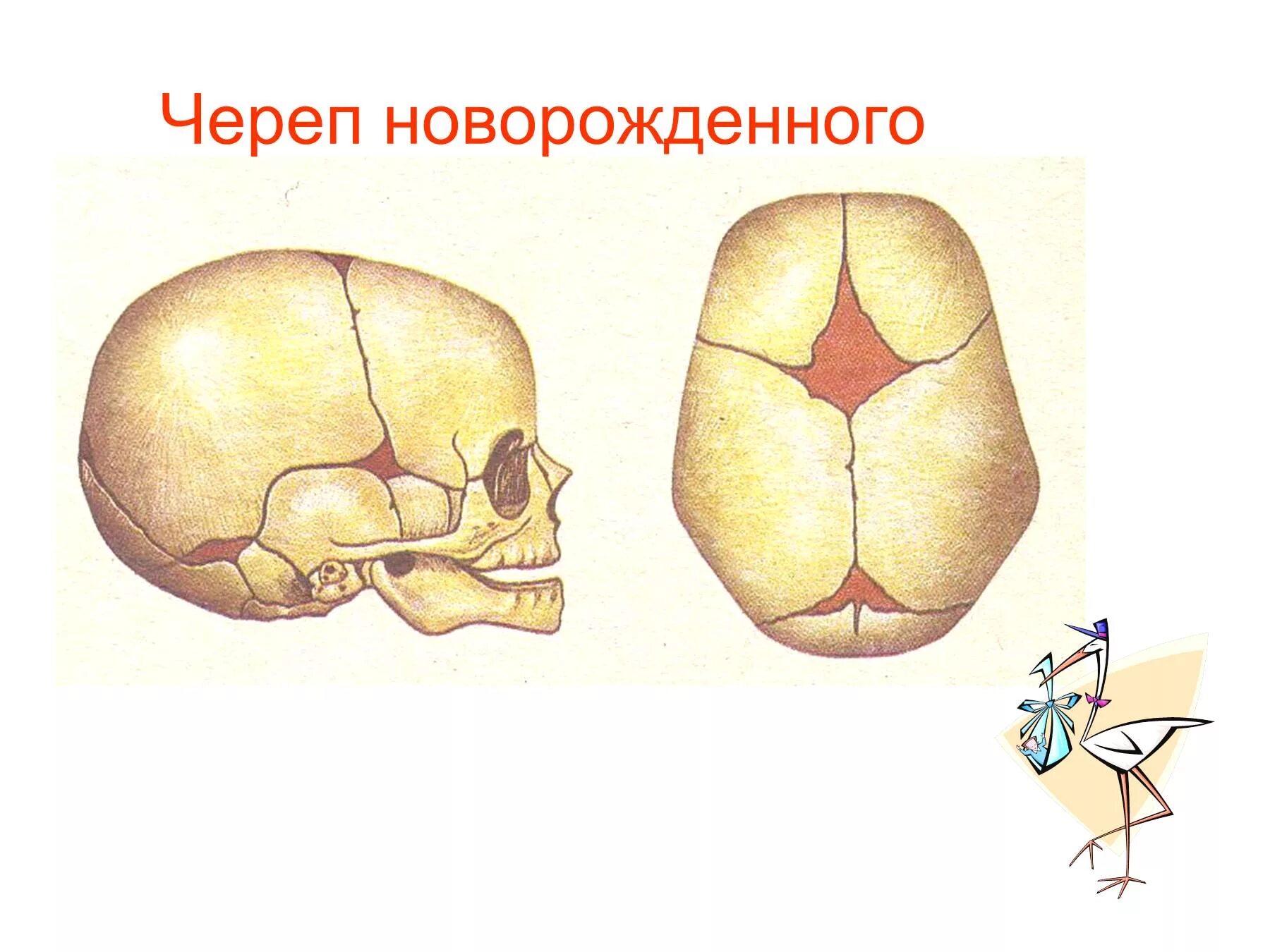 Швы и роднички. Соединения костей черепа анатомия швы. Строение родничков черепа новорожденного. Кости черепа новорожденного роднички. Череп новорожденного ребенка с родничками анатомия.