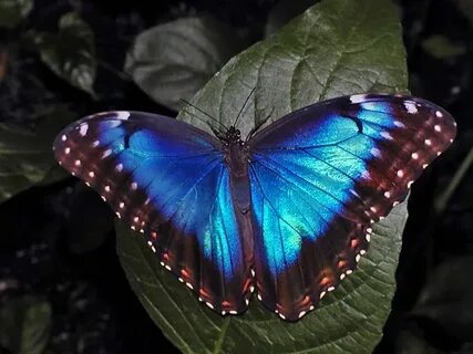 Vlinder