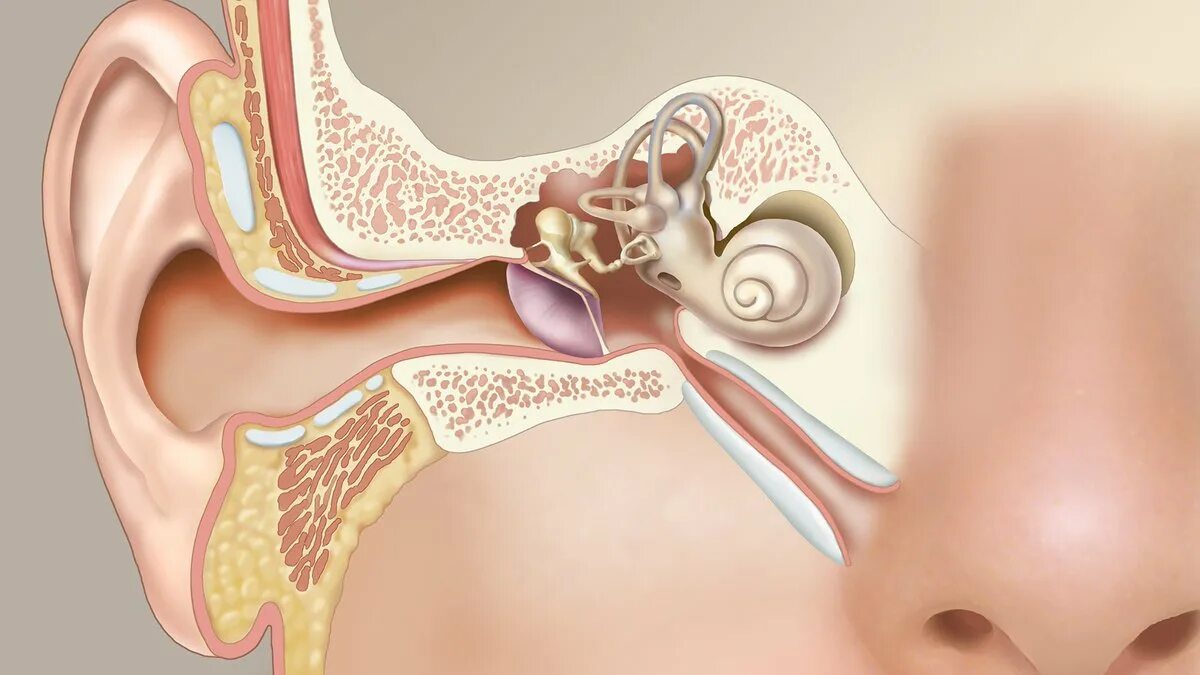 Заложен нос уши голова. ЛОР органы анатомия евстахиева труба. Анатомия уха евстахиева труба. Евстахиева труба и носоглотка.