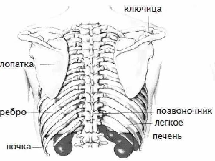 Болит спина и левое ребро