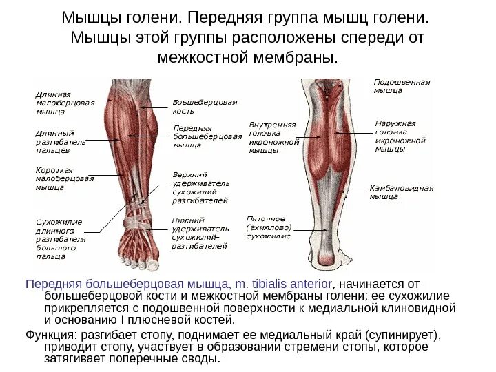 Функции нижних конечностей. Мышцы голени передняя группа. Мышцы голени анатомия задняя функции. Передняя группа мышц голени функции. Мышцы голени медиальная группа.