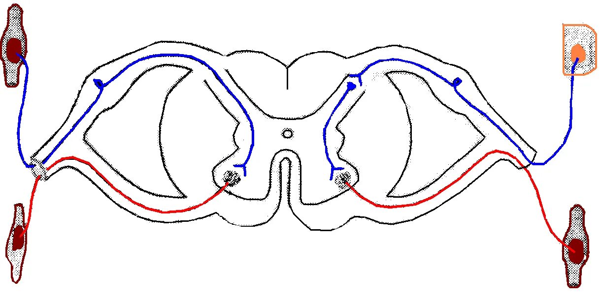 Двухнейронная рефлекторная дуга. Рефлекторная дуга спинного мозга анатомия. Схема рефлекторной дуги спинного мозга. Двухнейронная рефлекторная дуга спинного мозга.