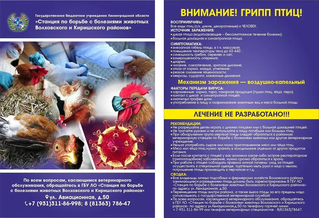 Птичий грипп опасен для человека. Грипп h5n1. Памятка птичий грипп. Вирус гриппа h5n1. Признаки птичьего гриппа у человека.
