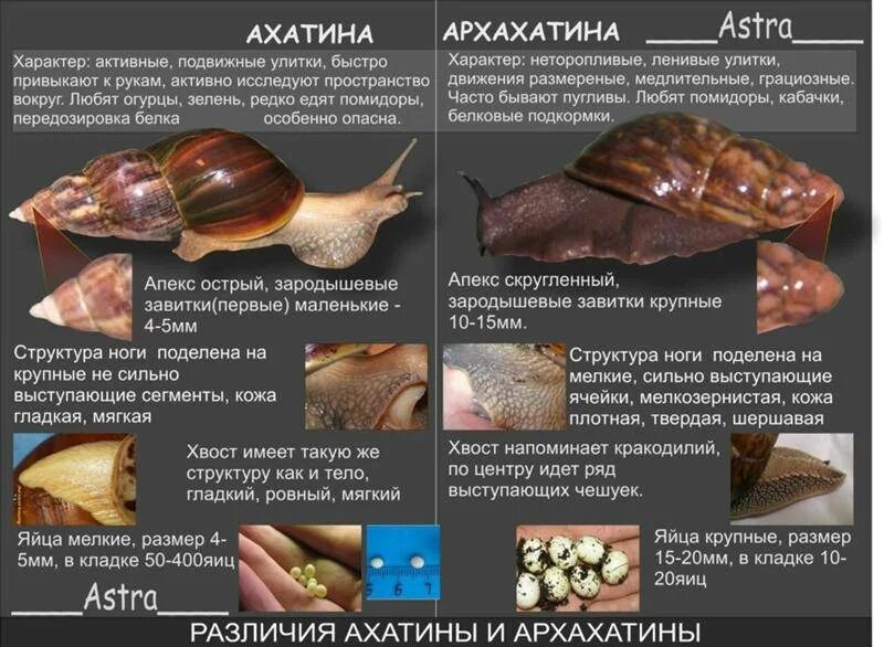 Почему улитка не ест. Улитка ахатина архахатина. таблица роста улиток ахатин. ахатина архахатина разница. отличие улиток ахатин от архахатин.