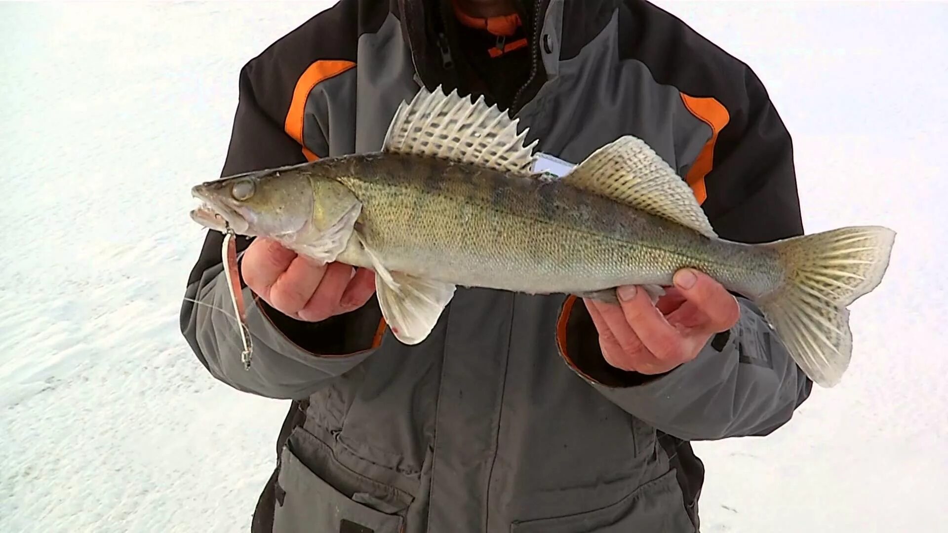 светлоперый судак. улов крупного судака. фото судаковых. берш волжский судак. каспийский судак.