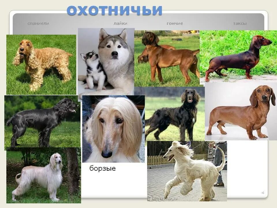 Породы собак названия. Охотничьи собаки названия. Разные породы собак с названием породы. Породы охотничьих собак с фотографиями и названиями.